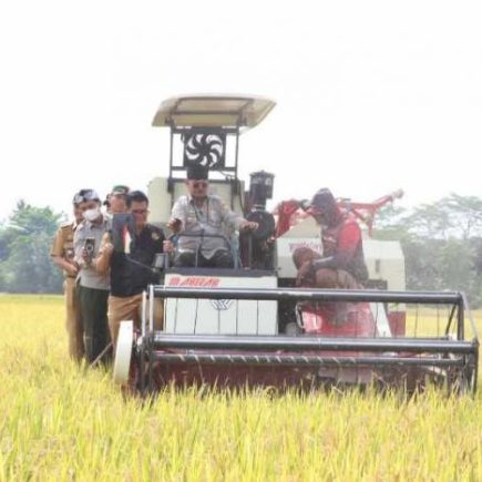Produksi Padi Yang Menurun